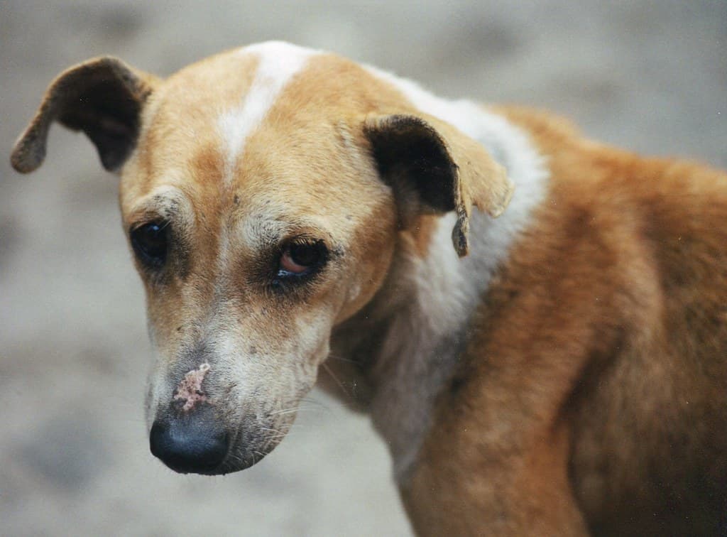 First Step Toward Animal Welfare